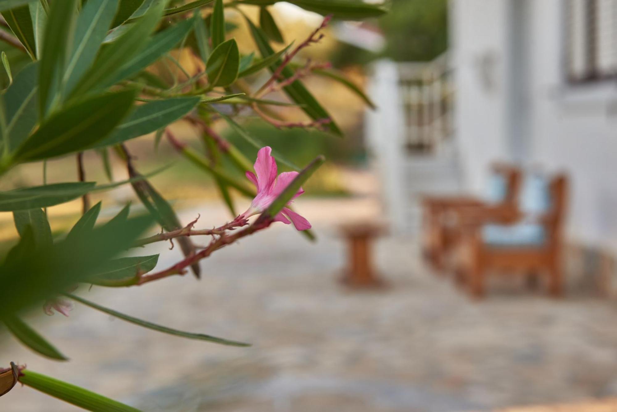 Villa Rania / Zante Drosia Kypseli Esterno foto